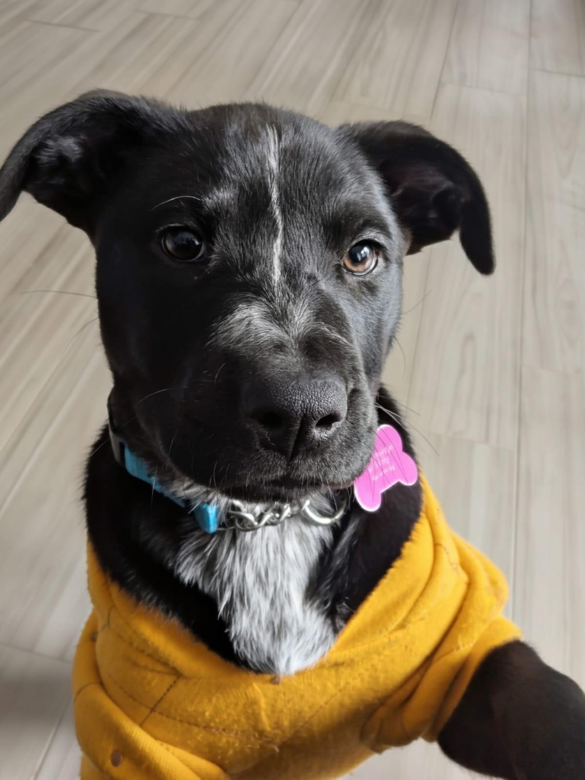 Enlarge Latte, an adoptable mixed breed in Ellicott City, MD image 1/2