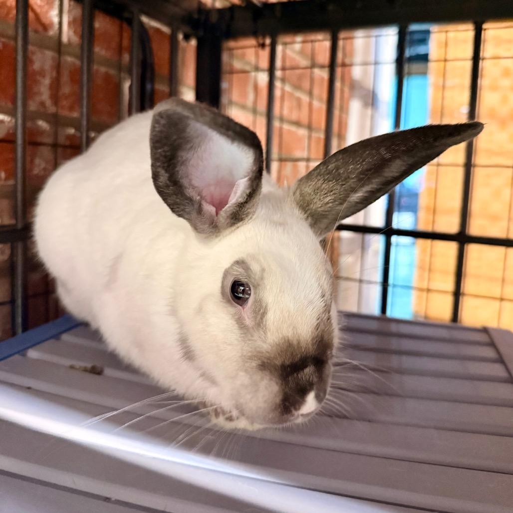Olaf, Adoptable, Young Male New Zealand.