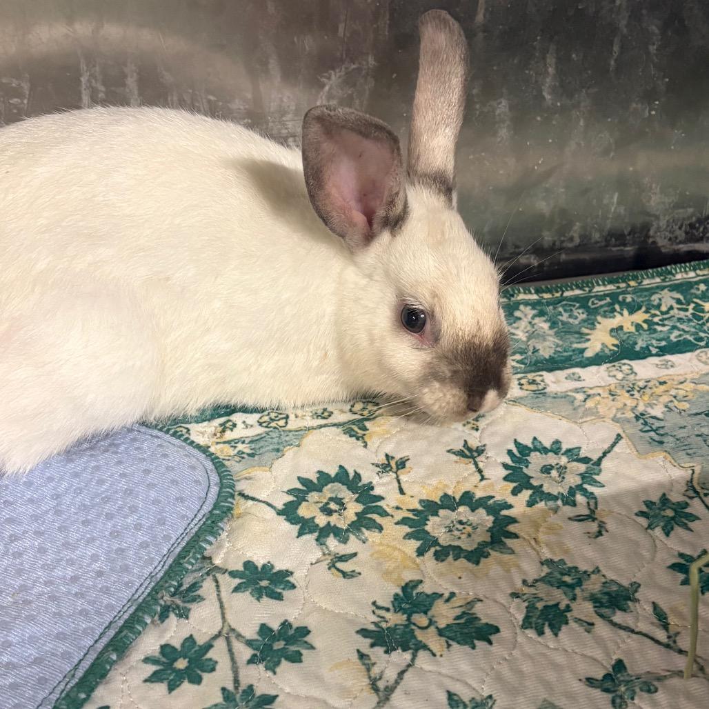 Olaf, a Adoptable New Zealand in Winston-Salem, NC image 2/2