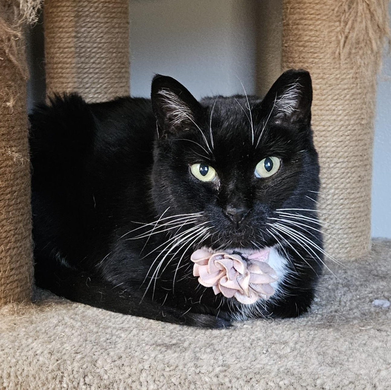 Enlarge Maisy, a ADOPTABLE Domestic Short Hair in White Marsh, MD image 1/6