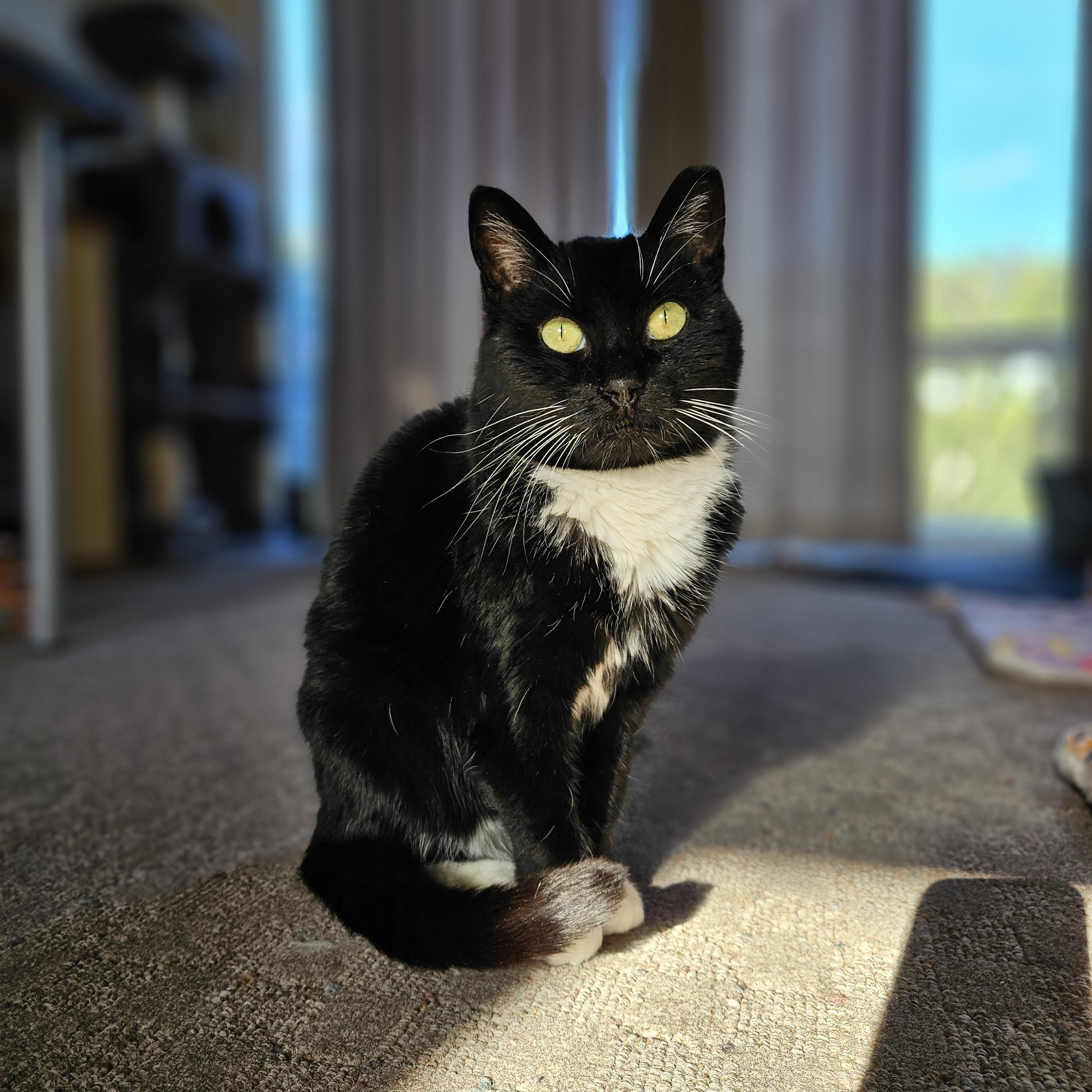 Enlarge Maisy, a ADOPTABLE Domestic Short Hair in White Marsh, MD image 3/6