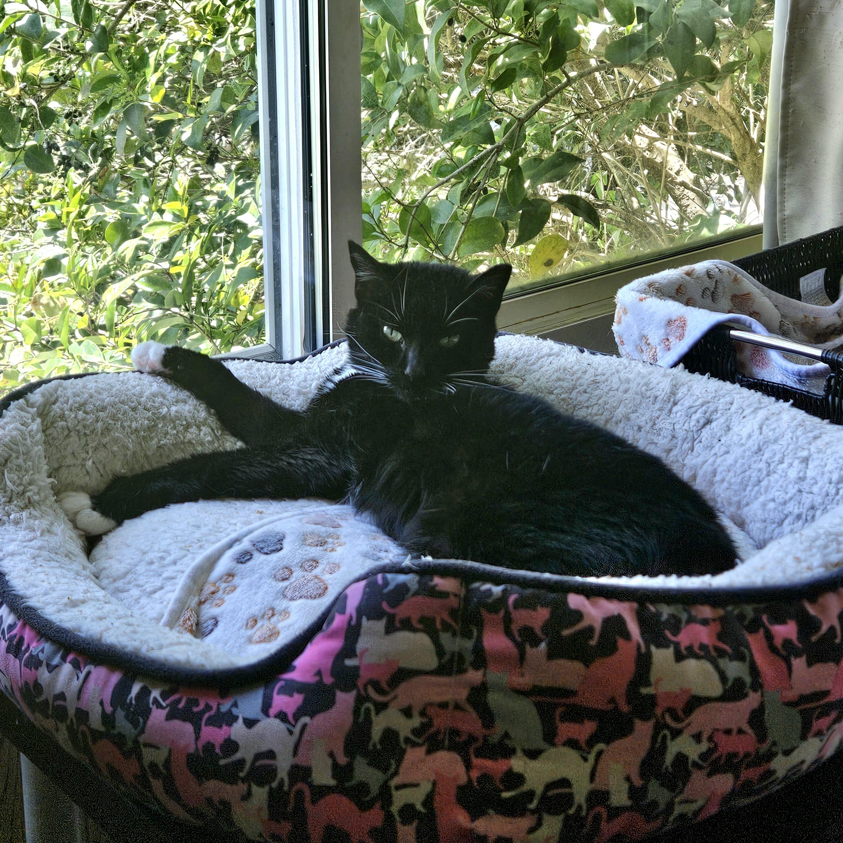 Enlarge Maisy, a ADOPTABLE Domestic Short Hair in White Marsh, MD image 4/6