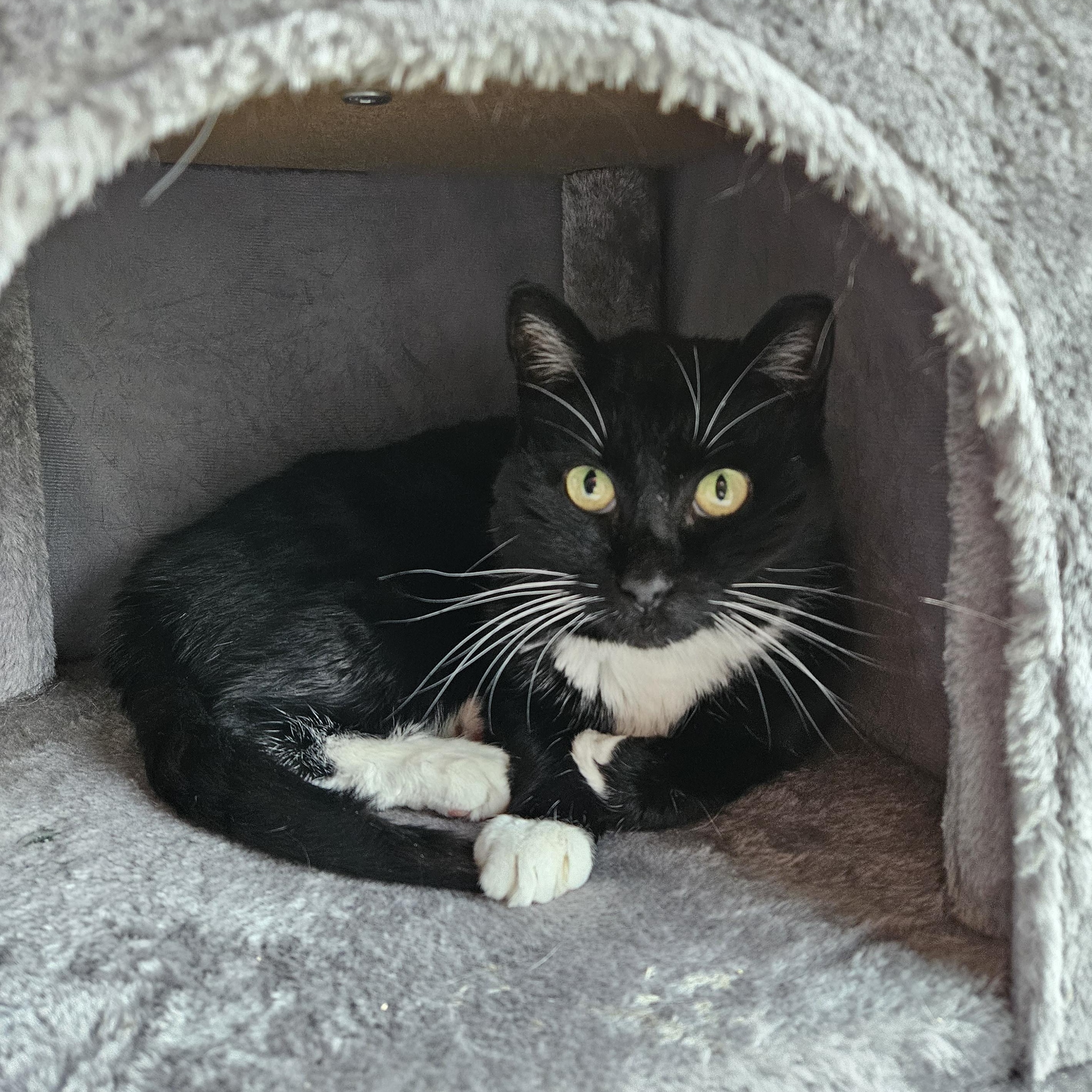 Enlarge Maisy, a ADOPTABLE Domestic Short Hair in White Marsh, MD image 5/6