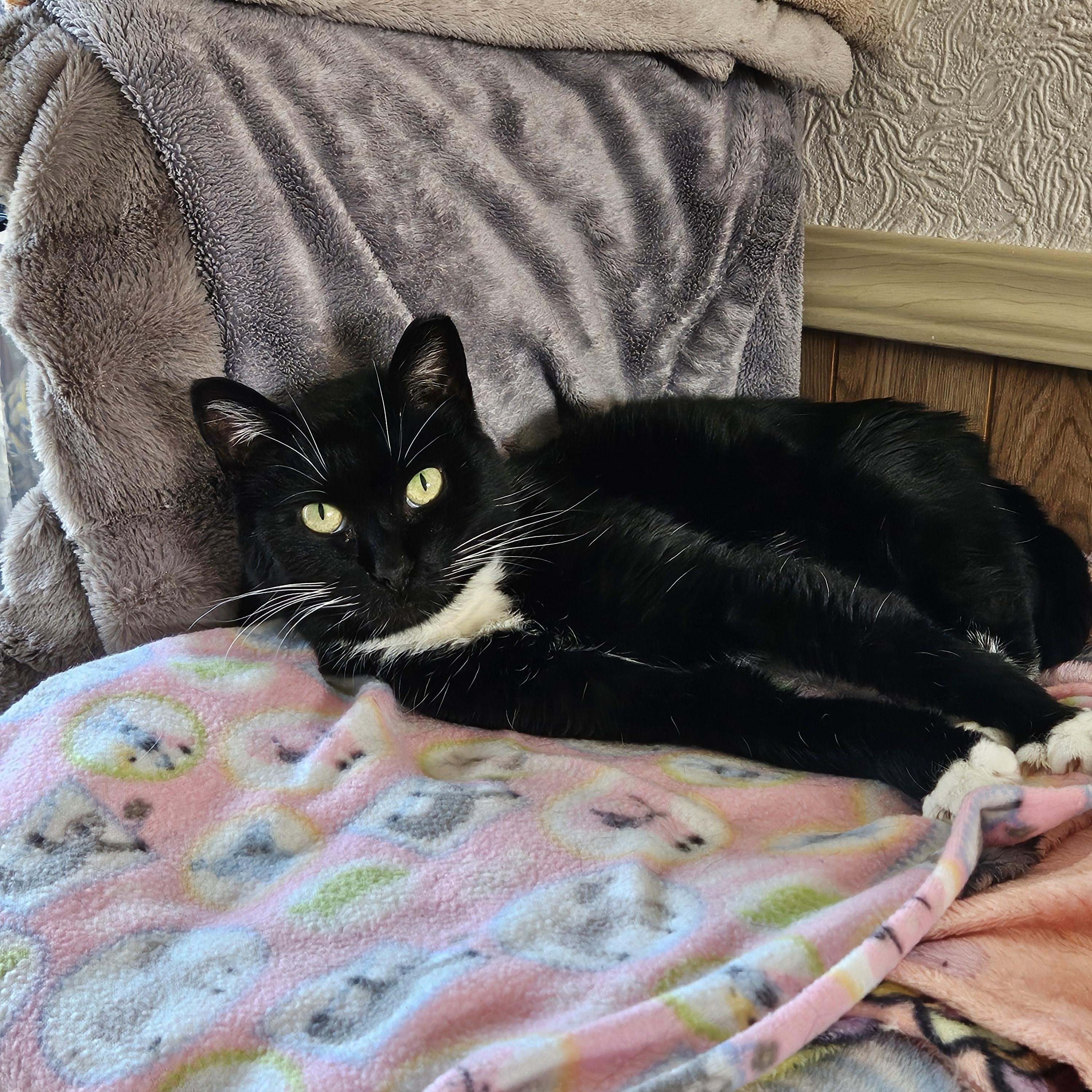 Enlarge Maisy, a ADOPTABLE Domestic Short Hair in White Marsh, MD image 2/6