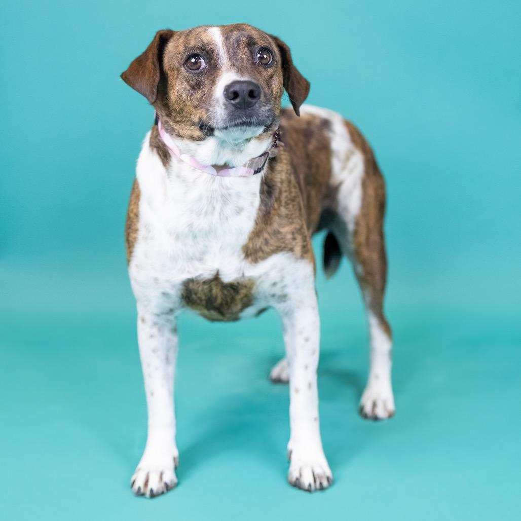 Enlarge Brindy, a Adoptable Mixed Breed in Portland, OR image 1/1
