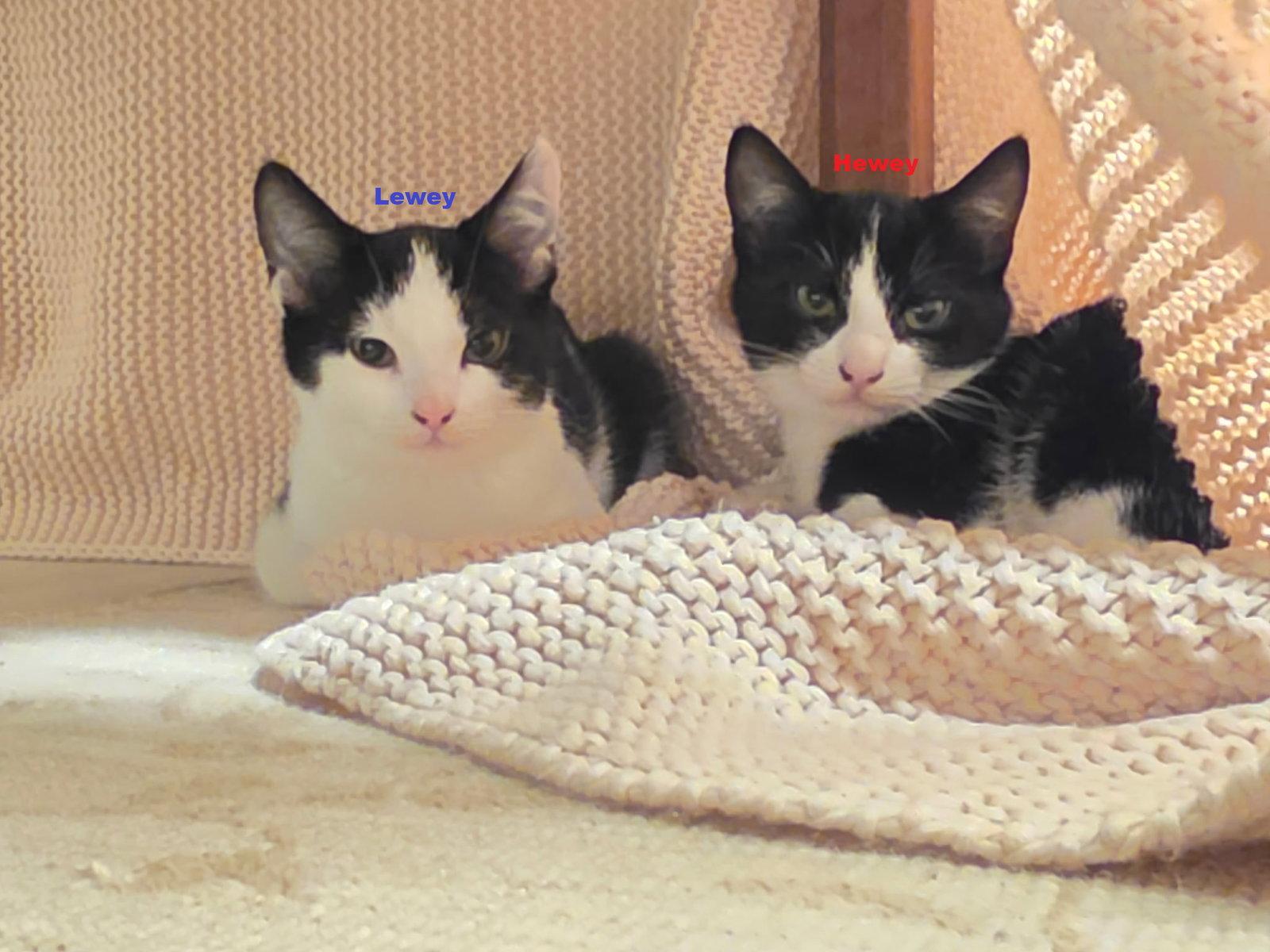 Lewey, Adoptable, Young Male Domestic Short Hair.
