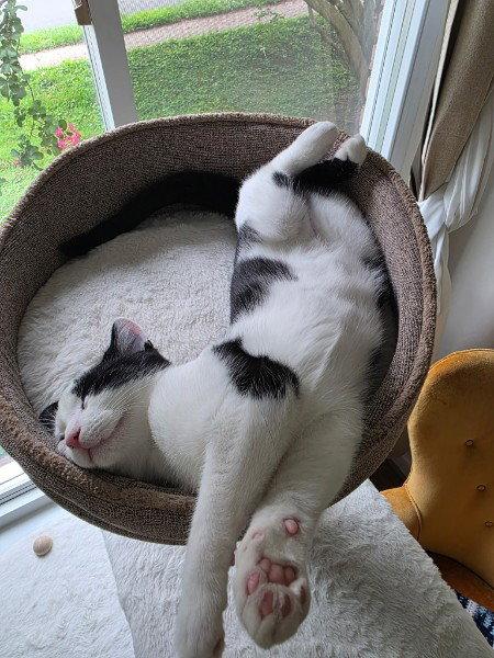 Lewey, Adoptable, Young Male Domestic Short Hair.
