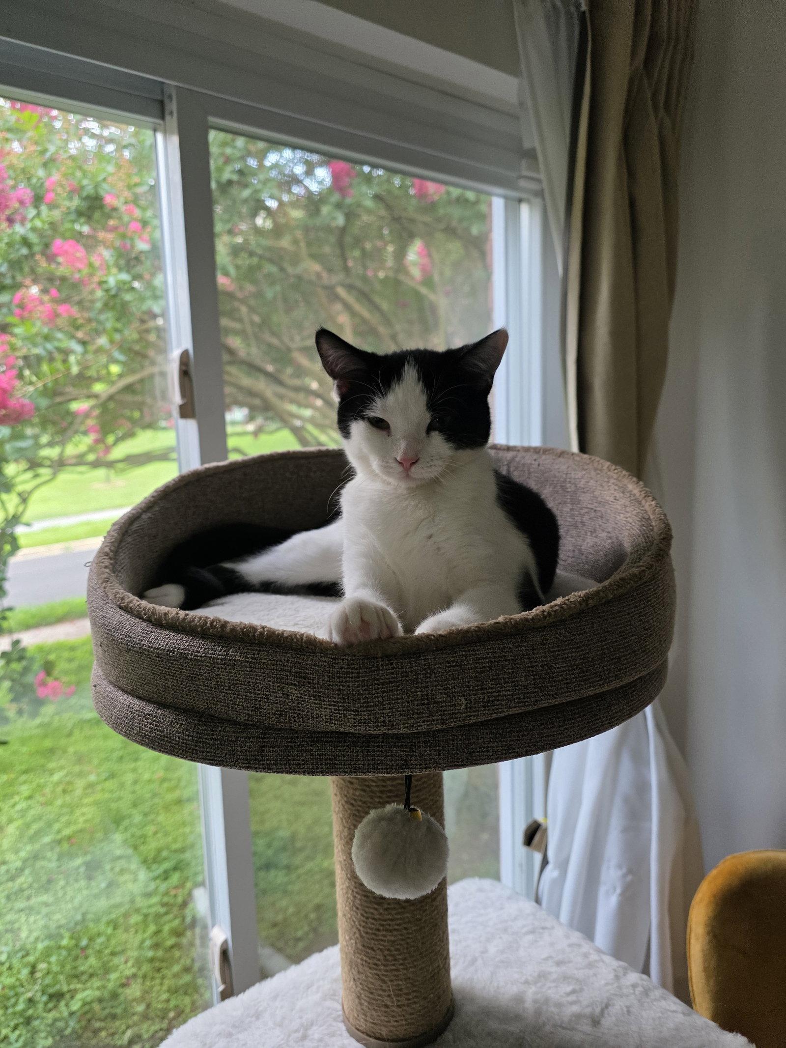 Enlarge Lewey, a Adoptable Domestic Short Hair in Rockville, MD image 3/3