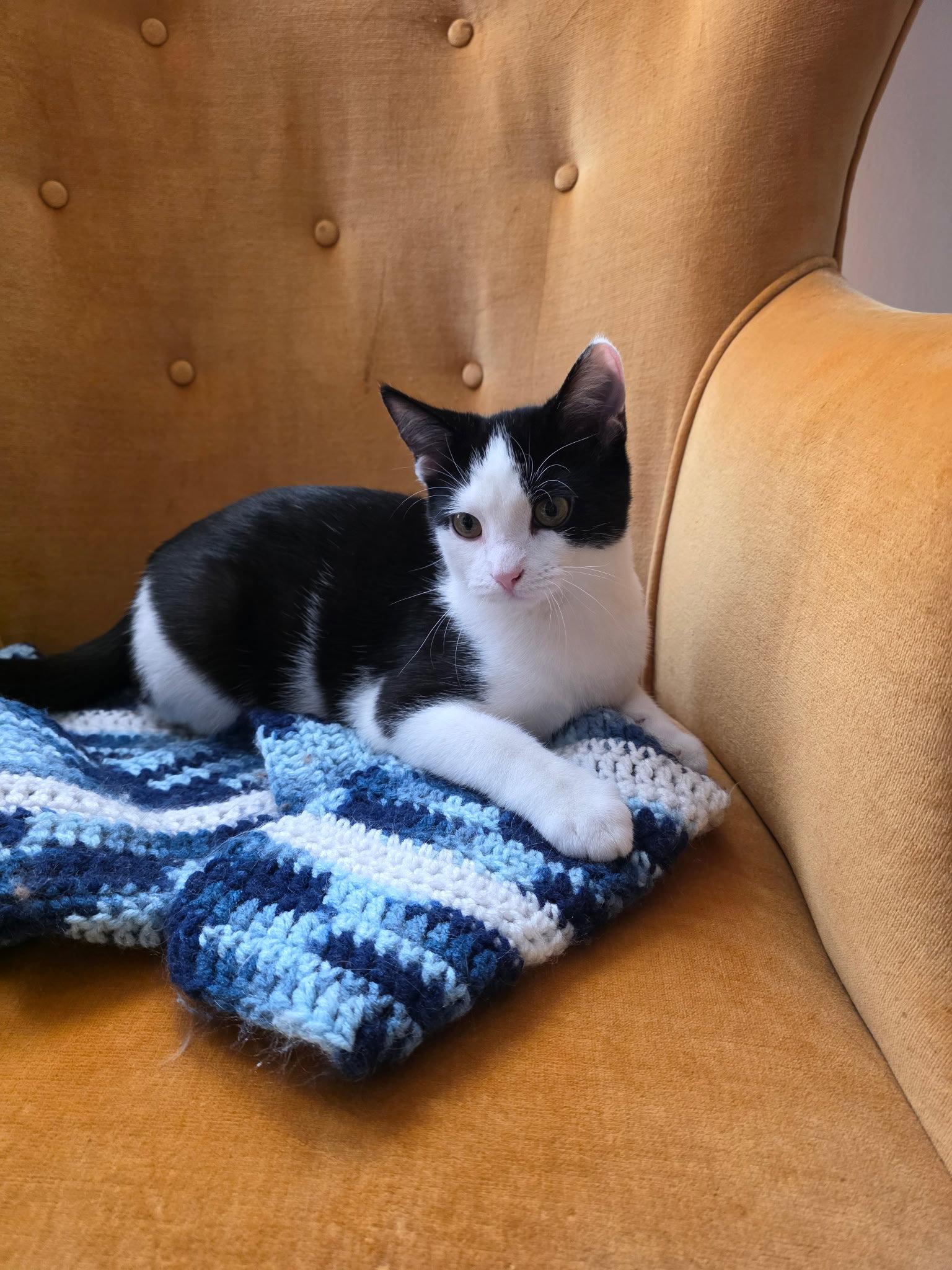 Enlarge Lewey, a Adoptable Domestic Short Hair in Rockville, MD image 3/3