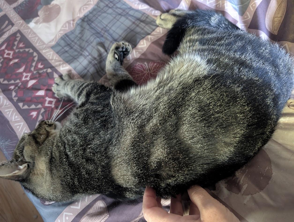 OLLIE, an adopted mixed breed in Parry Sound, ON image 3/6