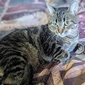 OLLIE, an adopted mixed breed in Parry Sound, ON image 1/6