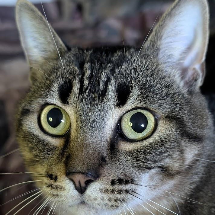 OLLIE, an adopted mixed breed in Parry Sound, ON image 4/6