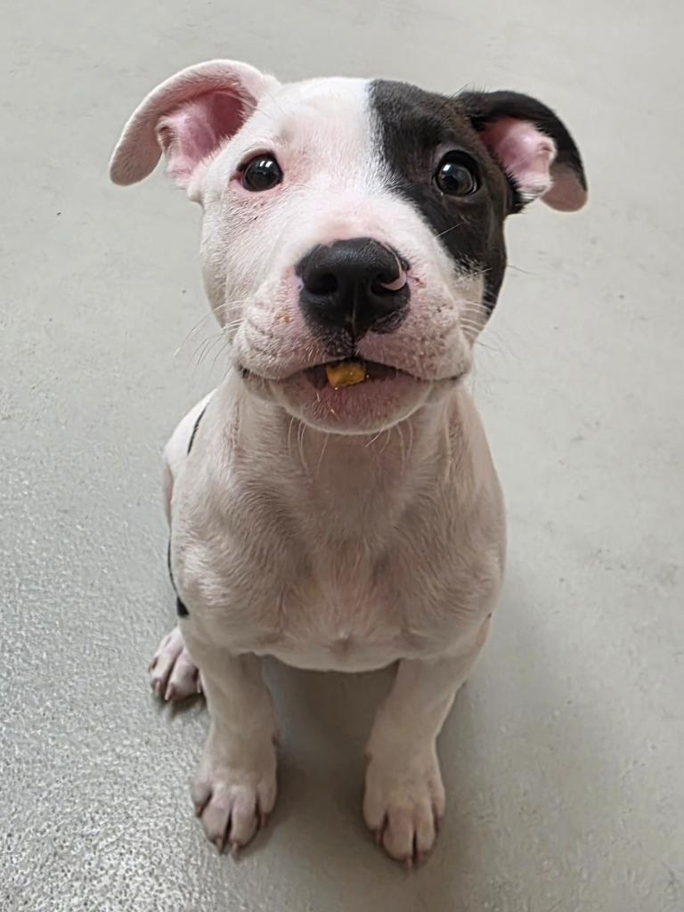 Wyatt, Adoptable, Puppy Male Pit Bull Terrier.