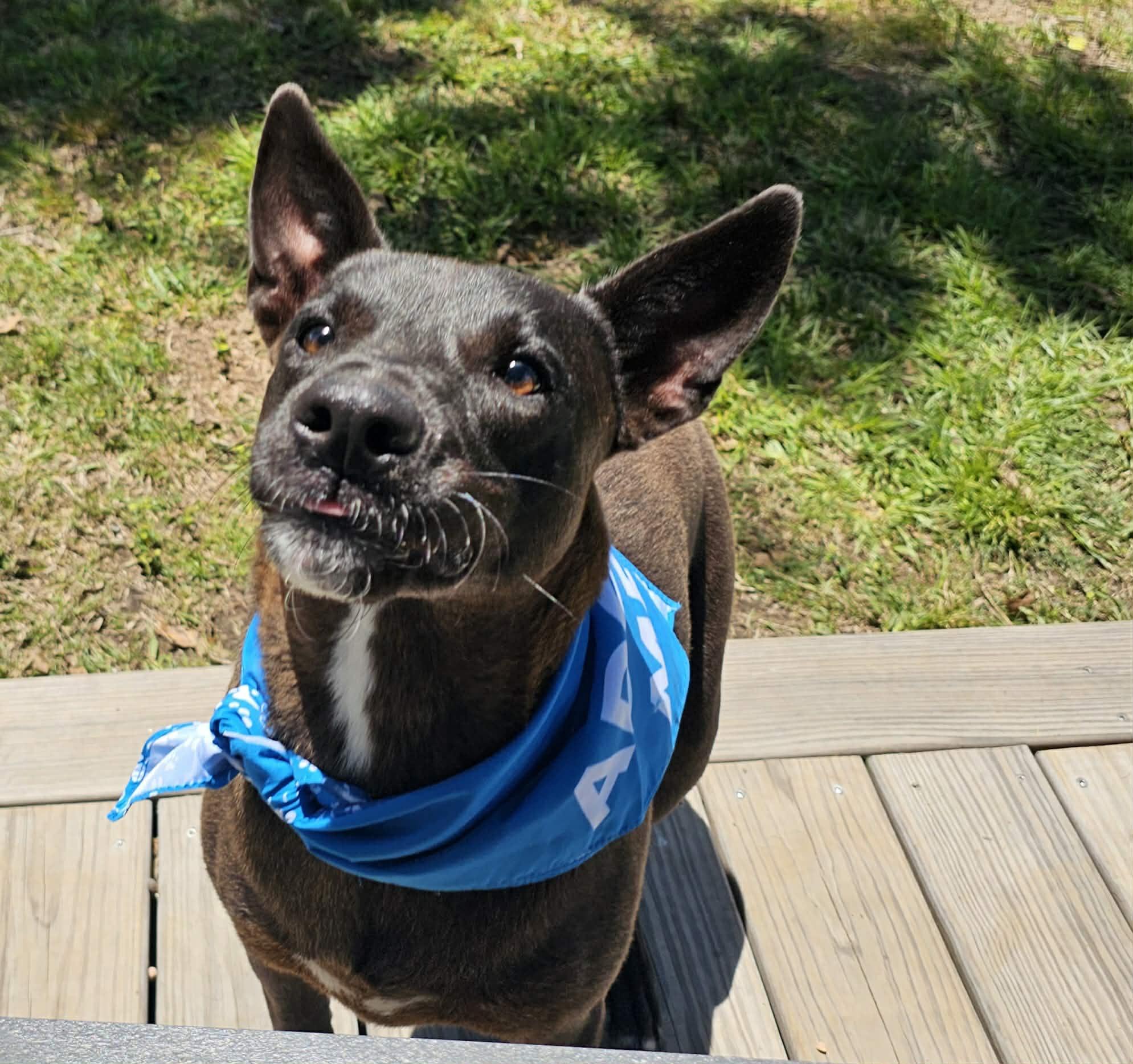 Enlarge ONYX, a Adoptable mixed breed in Brewster, NY image 6/6