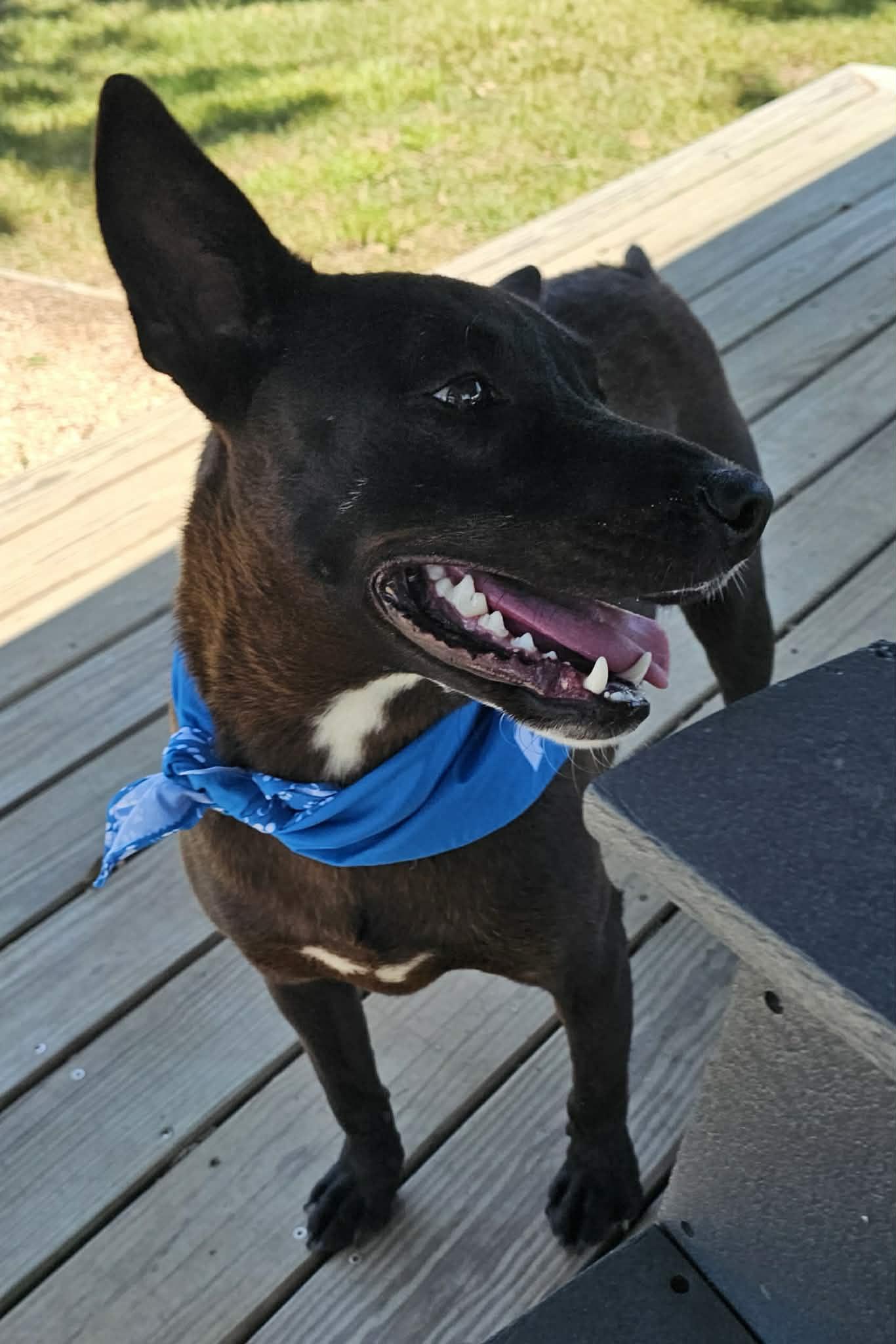 Enlarge ONYX, a Adoptable mixed breed in Brewster, NY image 3/6