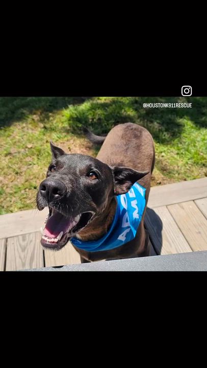 Enlarge ONYX, a Adoptable mixed breed in Brewster, NY video 2/6