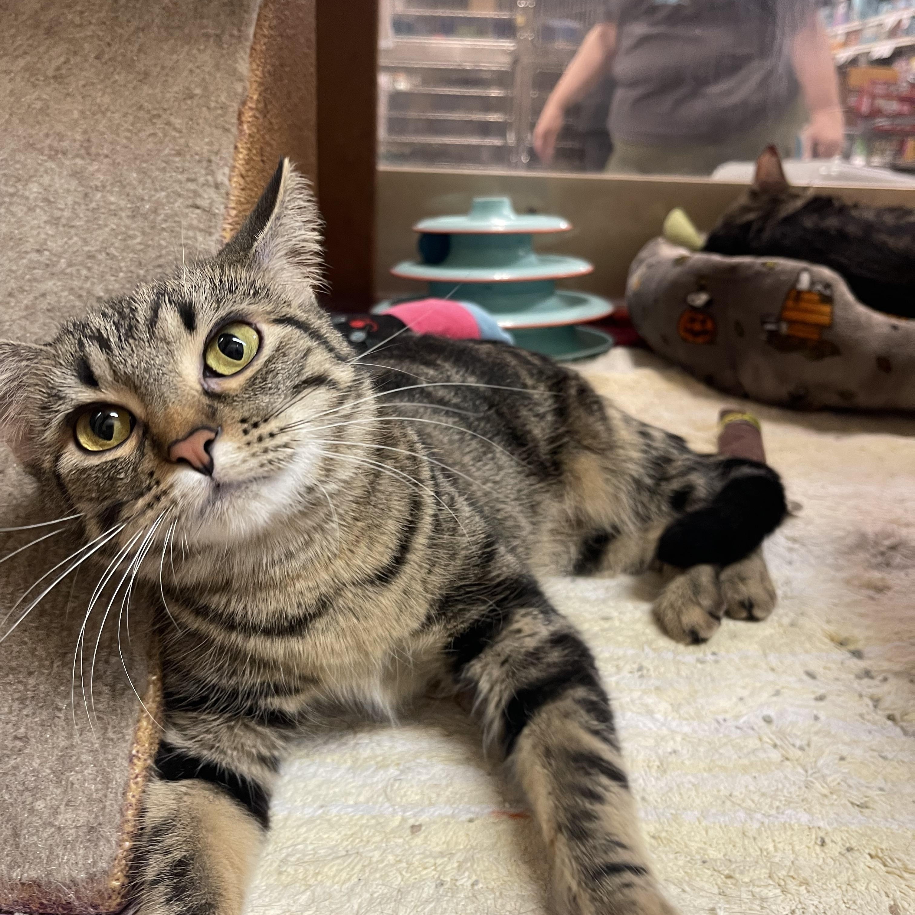 Enlarge Chai & Mocha, a ADOPTABLE Domestic Short Hair in Highland, IN image 1/3