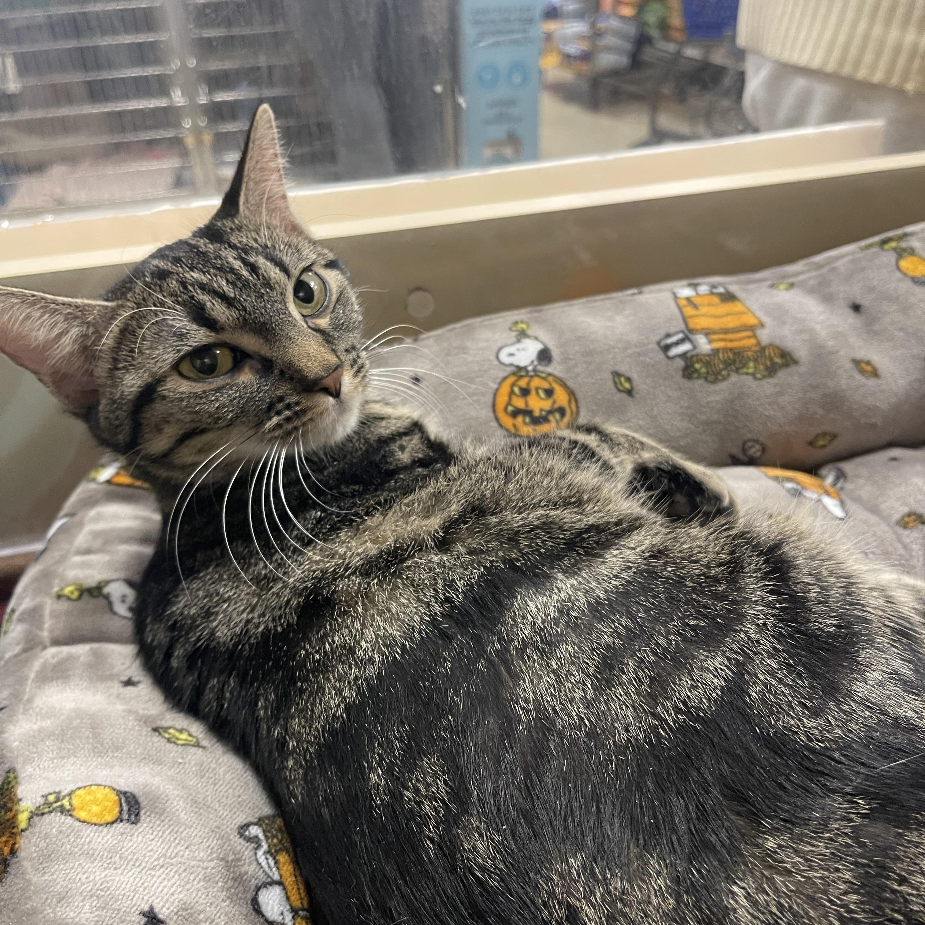 Enlarge Chai & Mocha, a ADOPTABLE Domestic Short Hair in Highland, IN image 3/3