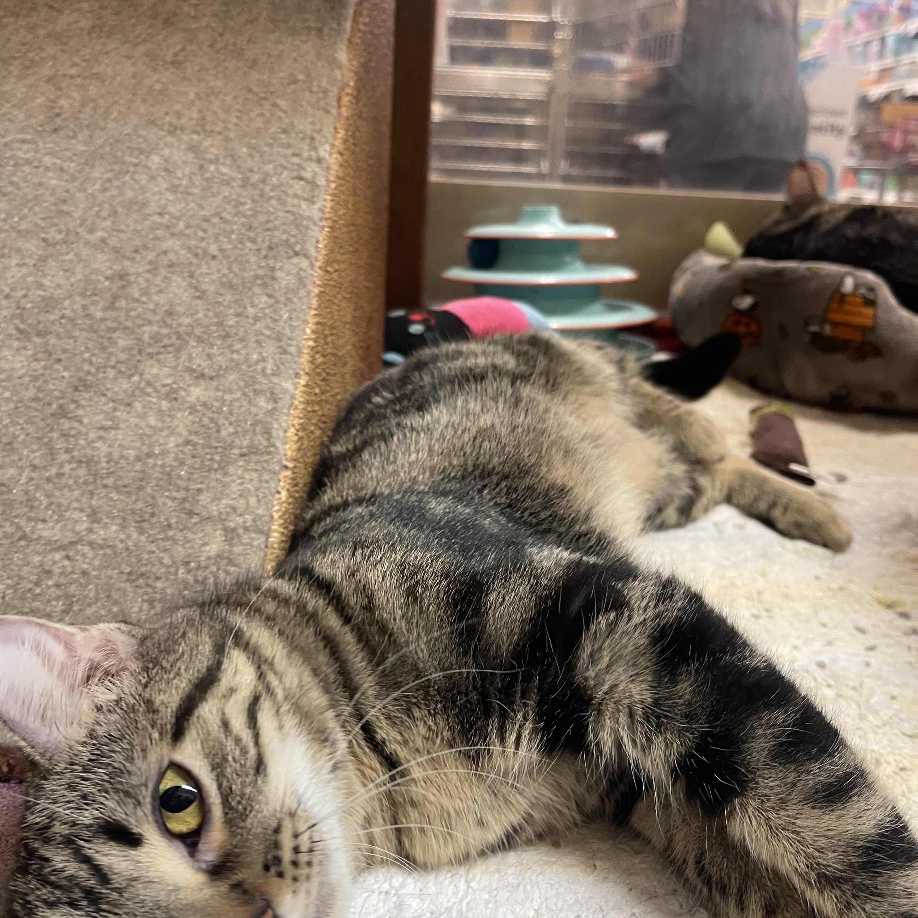 Enlarge Chai & Mocha, a ADOPTABLE Domestic Short Hair in Highland, IN image 2/3