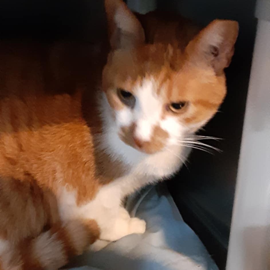 Enlarge Tommy & Tammy - bonded seniors, a Adoptable Domestic Short Hair in Myrtle Beach, SC image 3/5