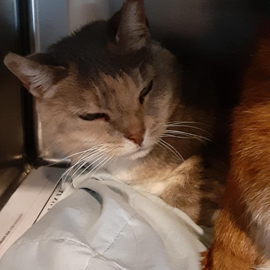 Enlarge Tommy & Tammy - bonded seniors, a Adoptable Domestic Short Hair in Myrtle Beach, SC image 4/5