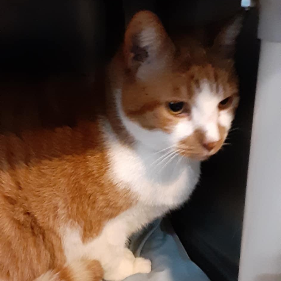 Enlarge Tommy & Tammy - bonded seniors, a Adoptable Domestic Short Hair in Myrtle Beach, SC image 5/5