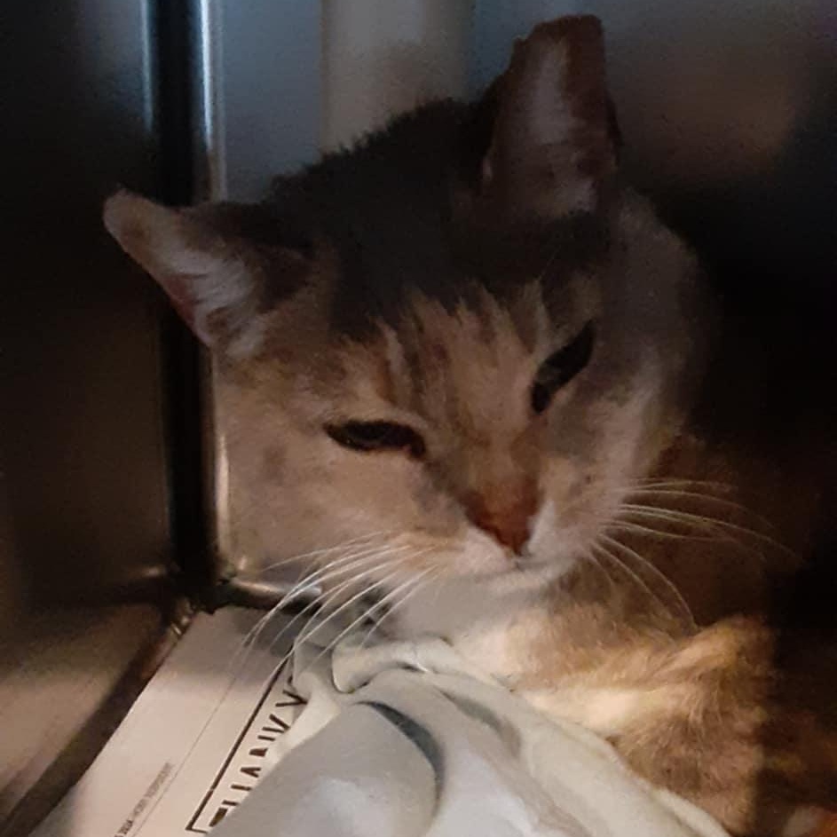 Enlarge Tommy & Tammy - bonded seniors, a Adoptable Domestic Short Hair in Myrtle Beach, SC image 2/5