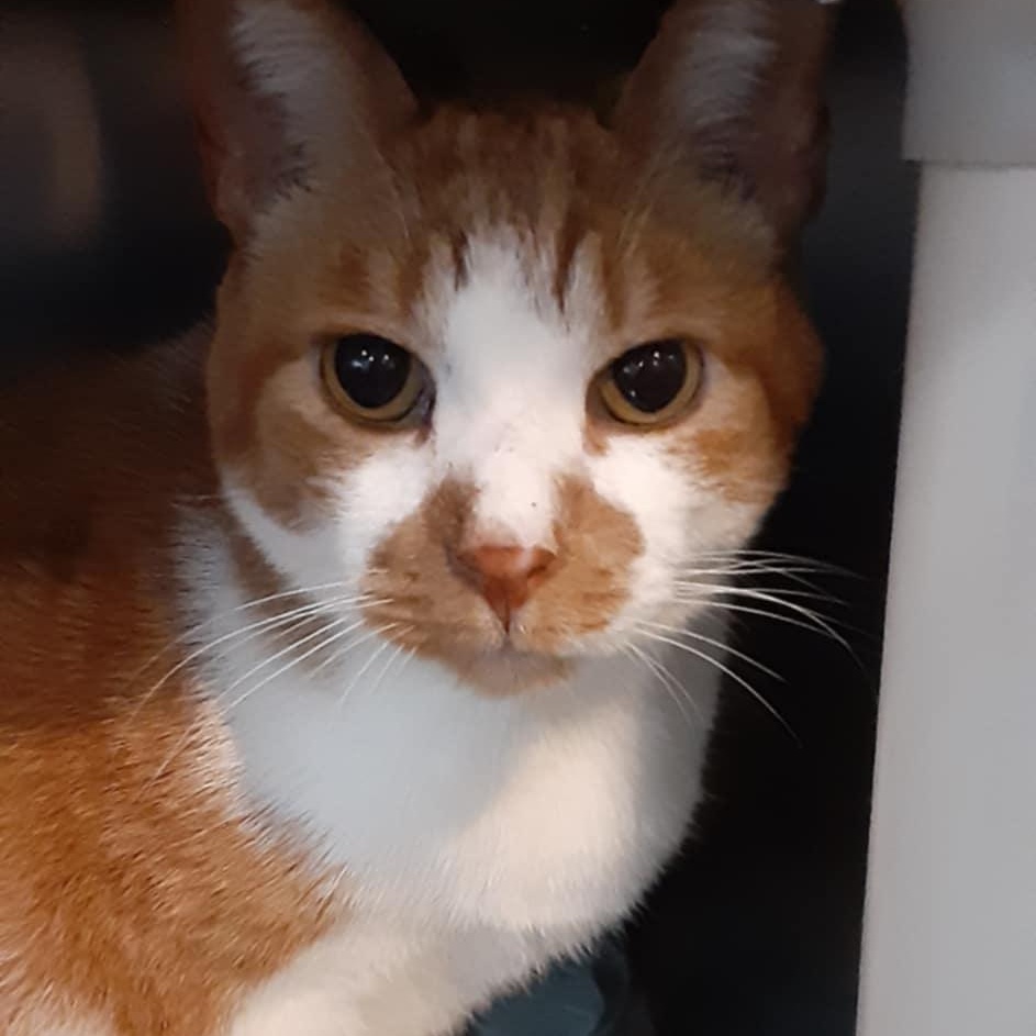 Enlarge Tommy & Tammy - bonded seniors, a Adoptable Domestic Short Hair in Myrtle Beach, SC image 1/5