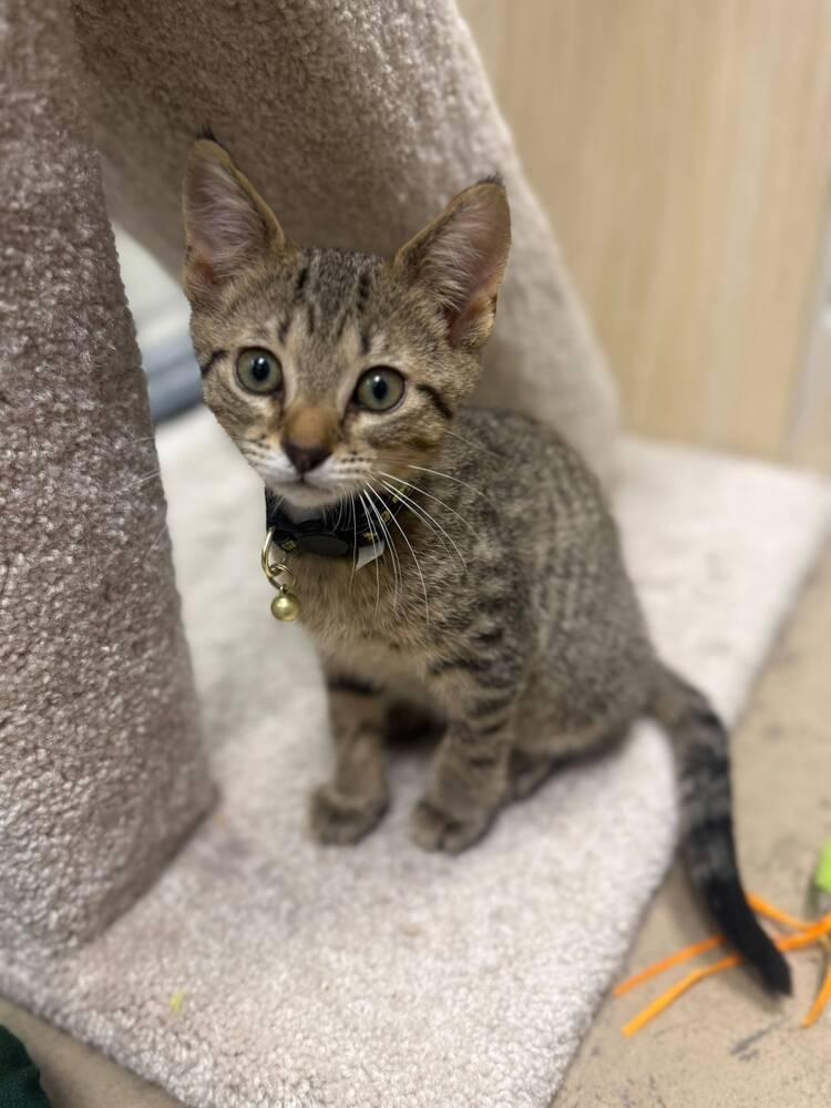 Dakota, a Adoptable Domestic Short Hair in Orlando, FL image 1/3