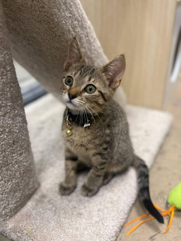 Dakota, a Adoptable Domestic Short Hair in Orlando, FL image 2/3