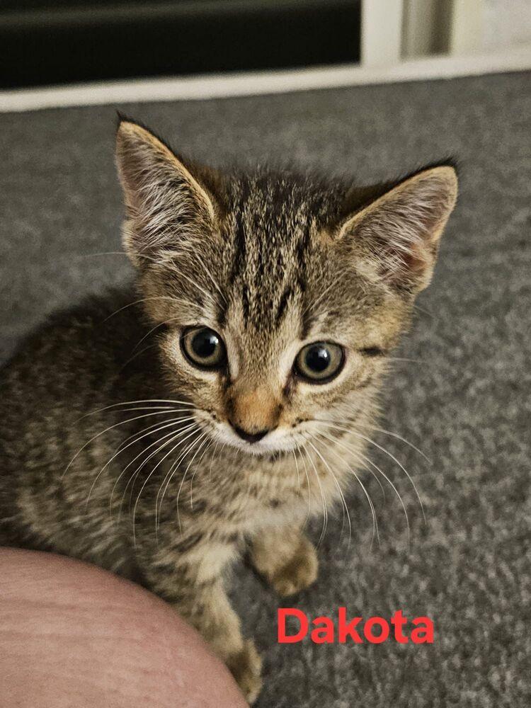 Enlarge Dakota, a Adoptable Domestic Short Hair in Orlando, FL image 1/1