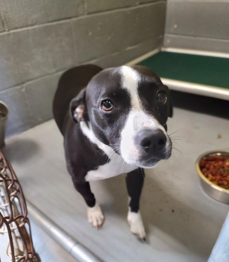 Enlarge Buttercup, a Adoptable mixed breed in Kingsland, GA image 1/6