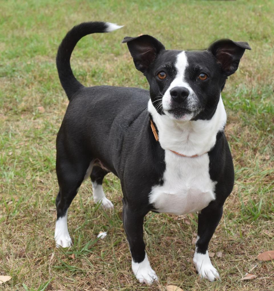Enlarge Buttercup, a Adoptable mixed breed in Kingsland, GA image 2/6