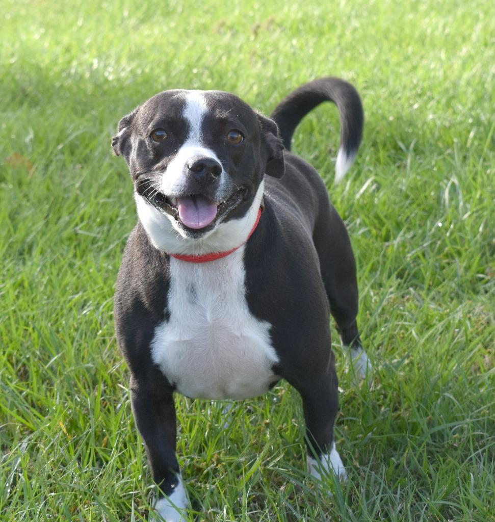 Enlarge Buttercup, a Adoptable mixed breed in Kingsland, GA image 3/6