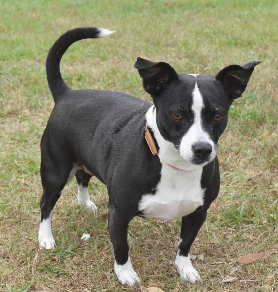 Enlarge Buttercup, a Adoptable mixed breed in Kingsland, GA image 4/6
