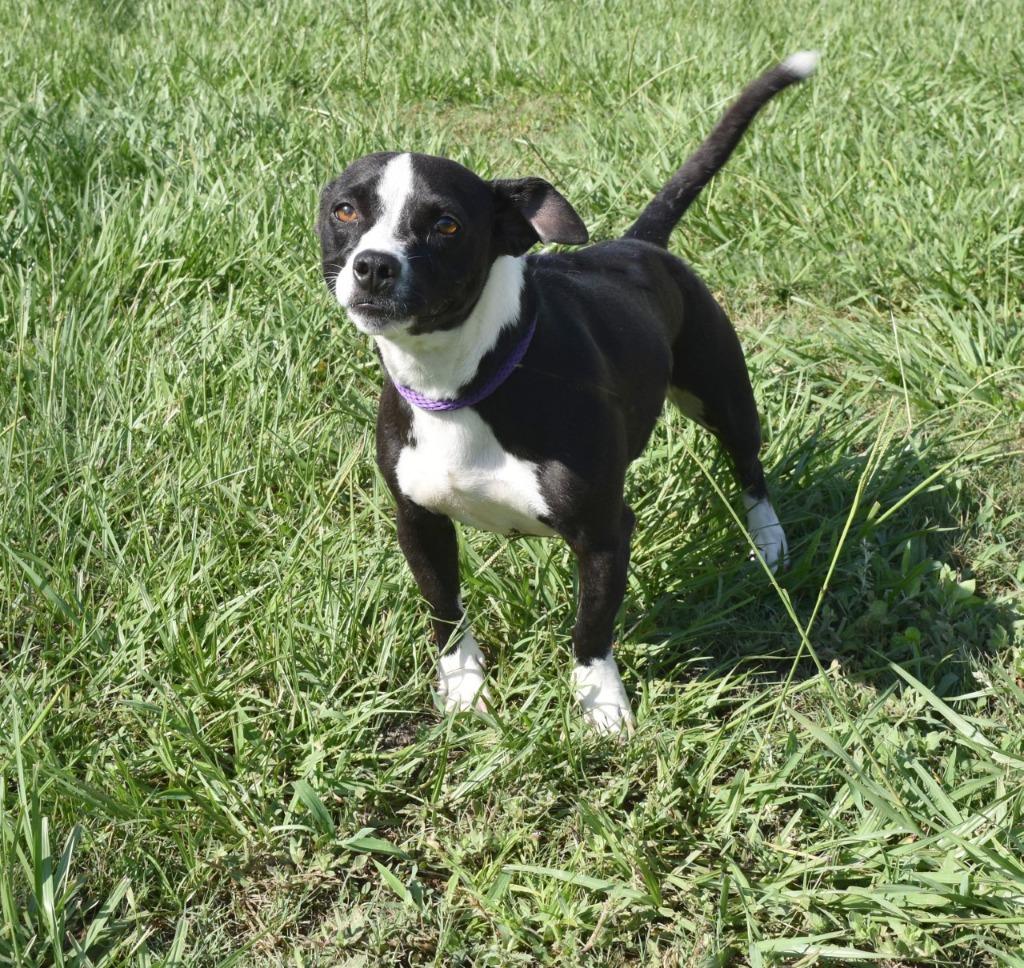 Enlarge Buttercup, a Adoptable mixed breed in Kingsland, GA image 5/6