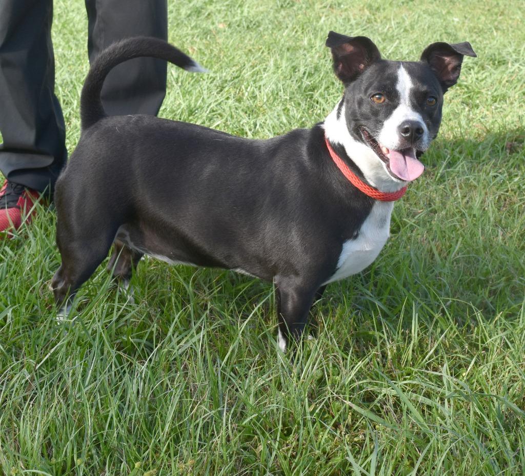 Enlarge Buttercup, a Adoptable mixed breed in Kingsland, GA image 6/6