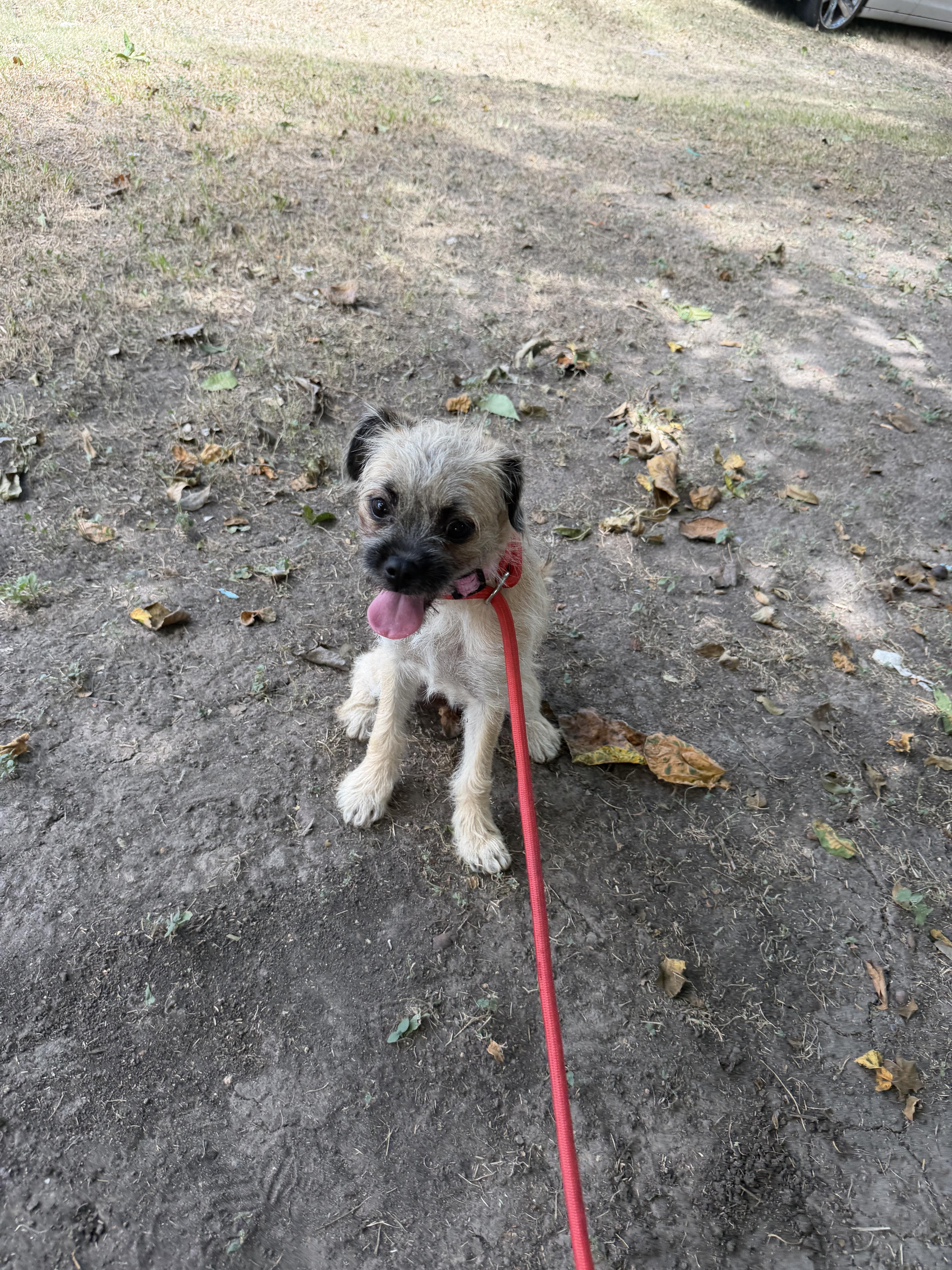 Enlarge Bubbly, a ADOPTABLE mixed breed in Warwick, RI image 5/5