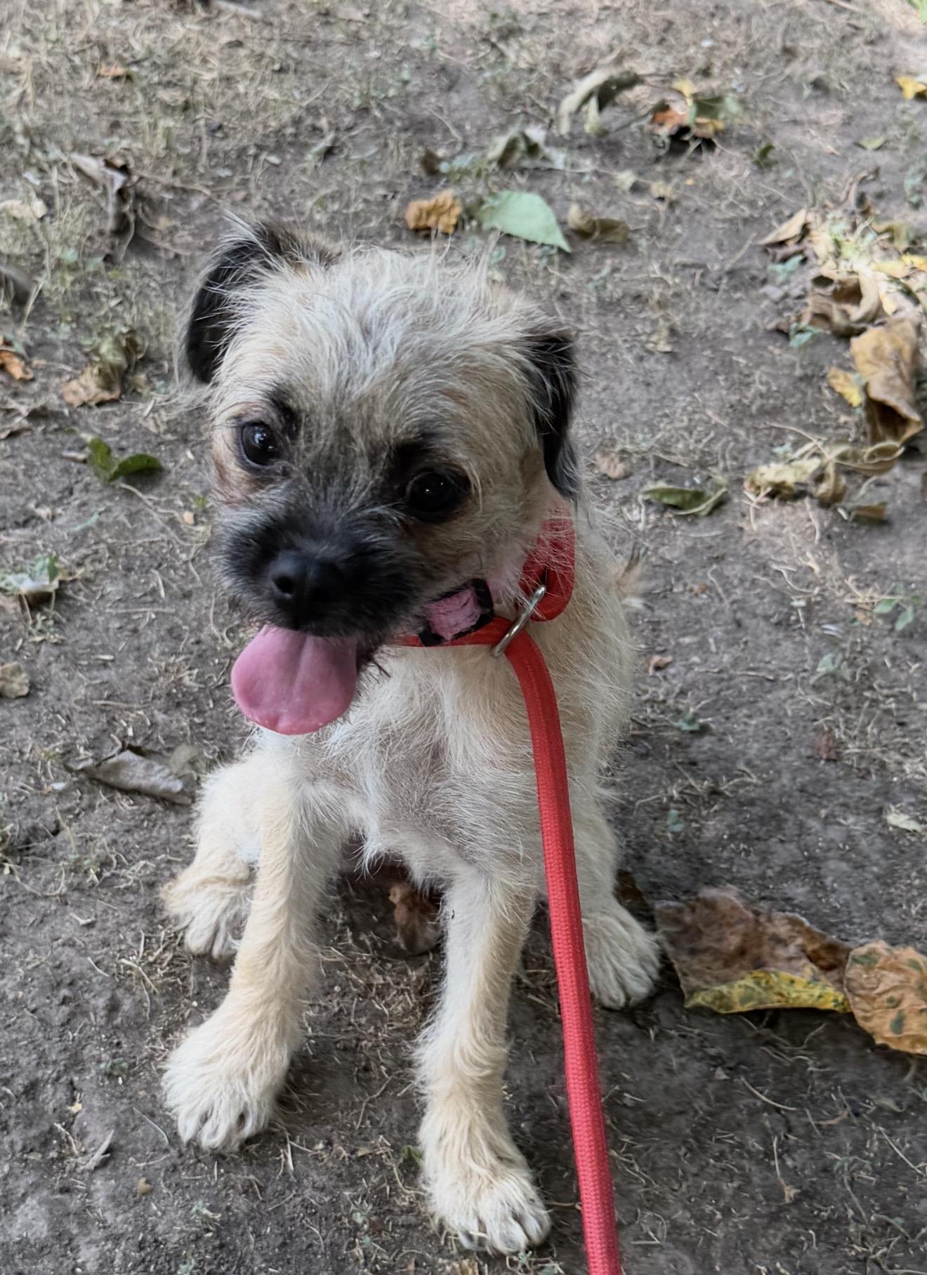 Enlarge Bubbly, a ADOPTABLE mixed breed in Warwick, RI image 1/5