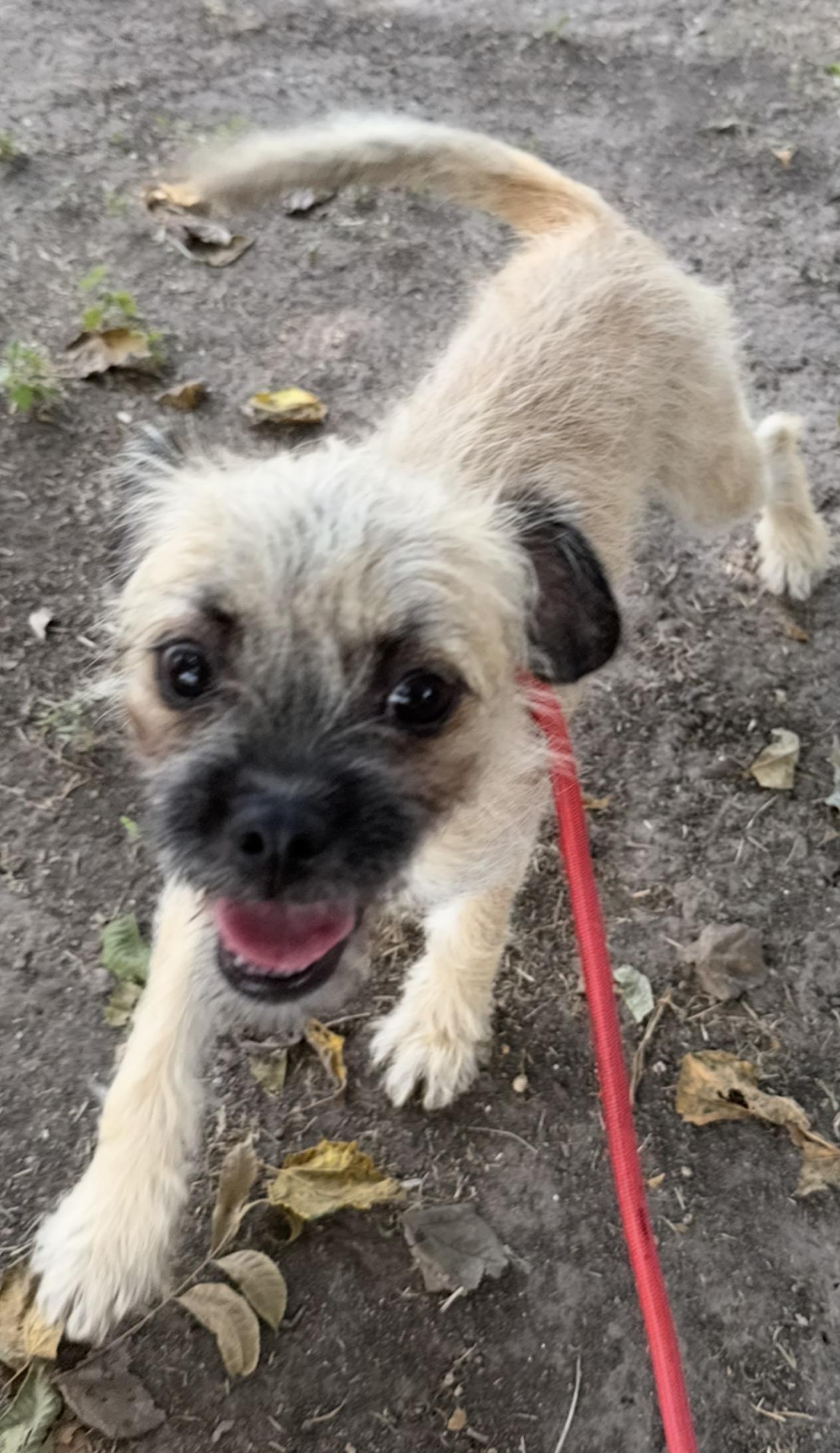 Enlarge Bubbly, a ADOPTABLE mixed breed in Warwick, RI image 2/5