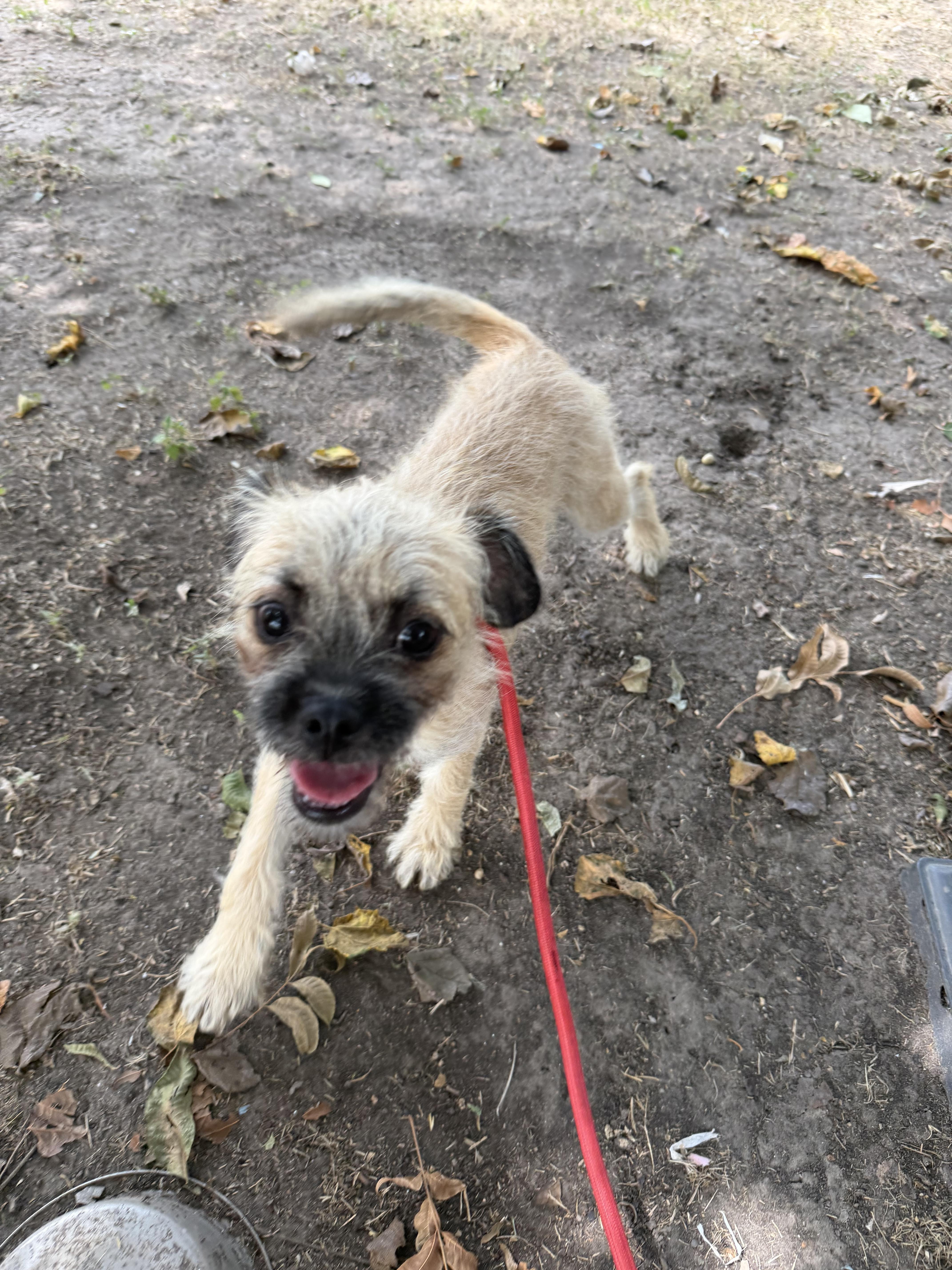 Enlarge Bubbly, a ADOPTABLE mixed breed in Warwick, RI image 4/5