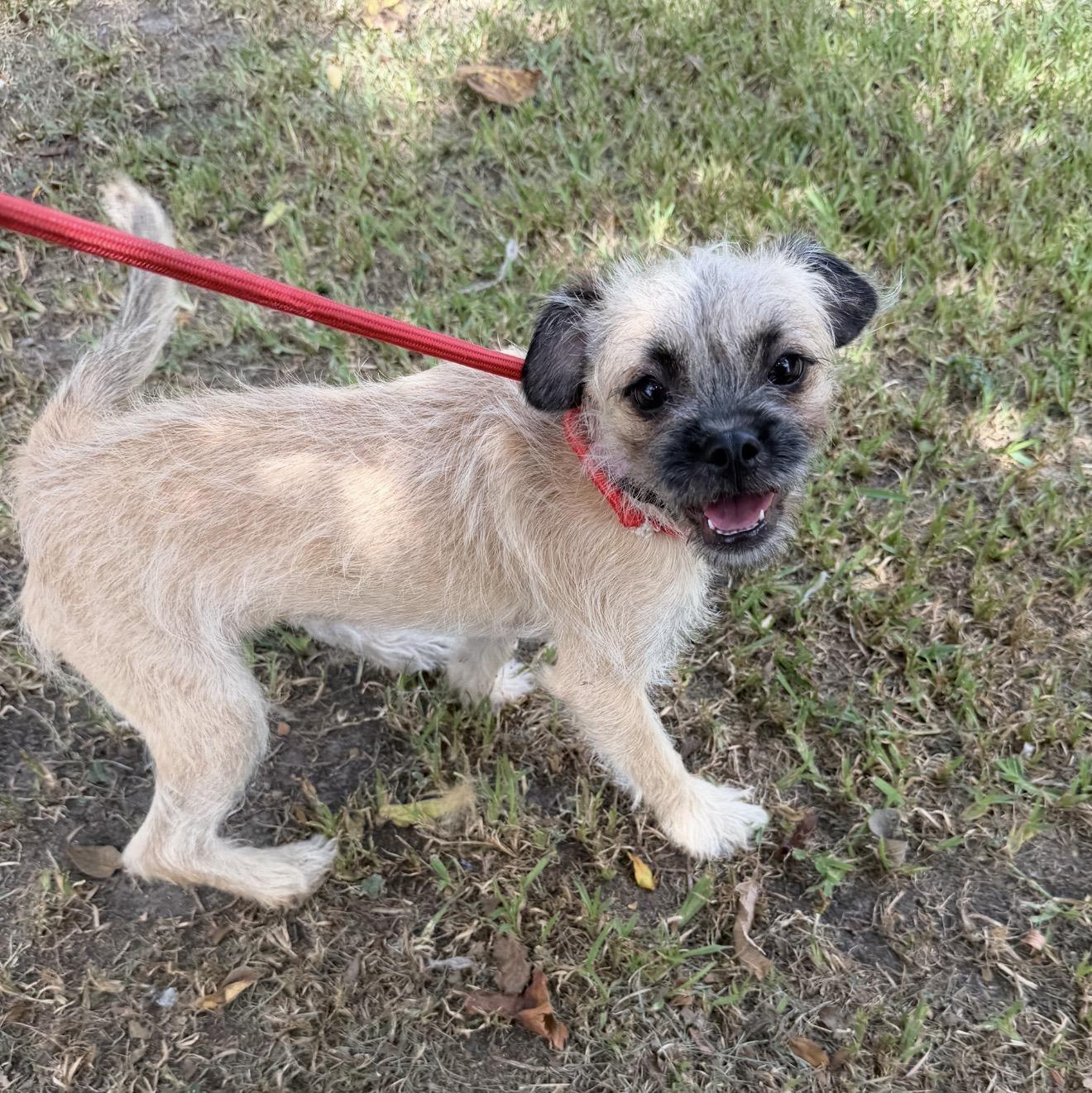 Enlarge Bubbly, a ADOPTABLE mixed breed in Warwick, RI image 3/5