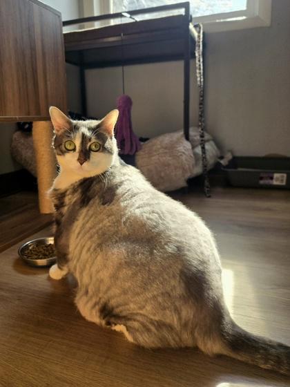 Enlarge Roast Beast, a Adoptable mixed breed in Savannah, GA image 3/3