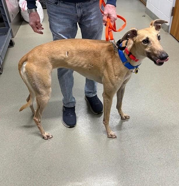 Enlarge FF Beech Bottom (Beech), a ADOPTABLE Greyhound in Tarpon Springs, FL image 1/2