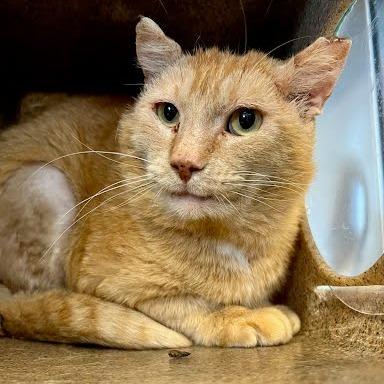 Enlarge Working Cat Frito Neato, a Adoptable Domestic Short Hair in Tacoma, WA image 1/2