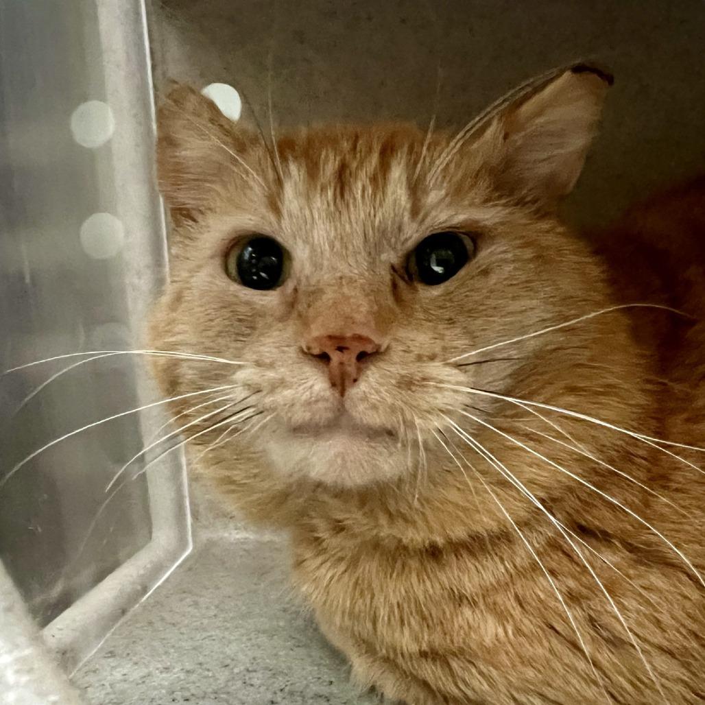 Enlarge Working Cat Frito Neato, a Adoptable Domestic Short Hair in Tacoma, WA image 2/2