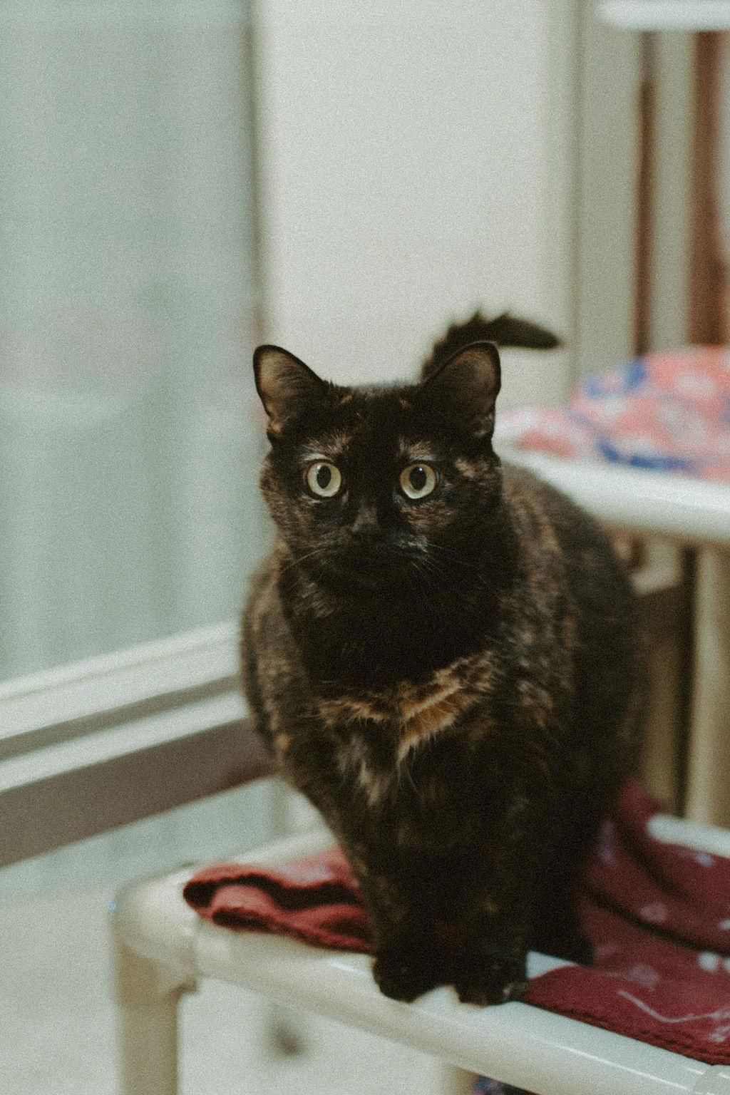 Beezus, ADOPTABLE, Senior Female Domestic Medium Hair.