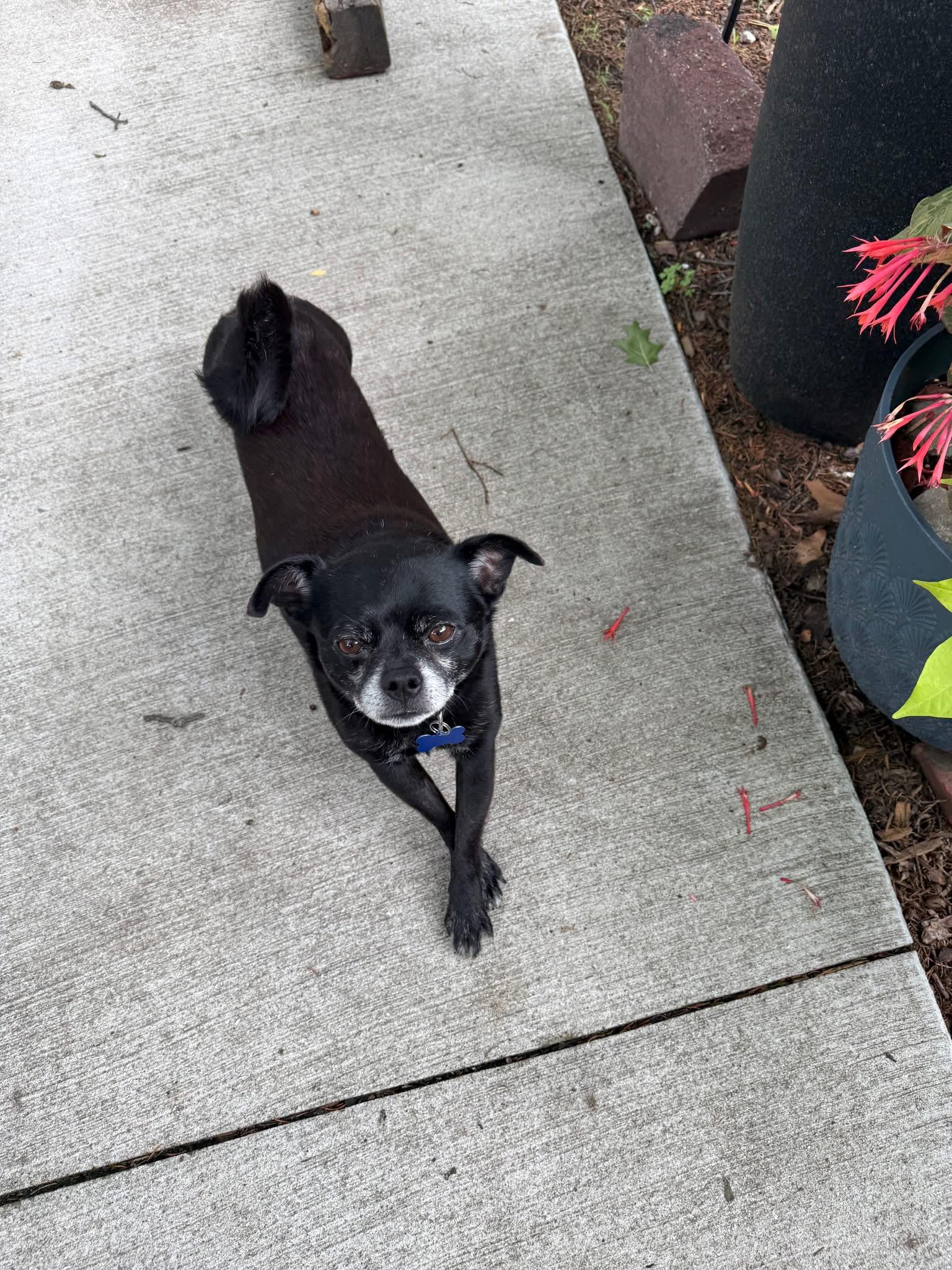 Enlarge Poncho, an adopted mixed breed in Grosse Pointe Park, MI image 6/6