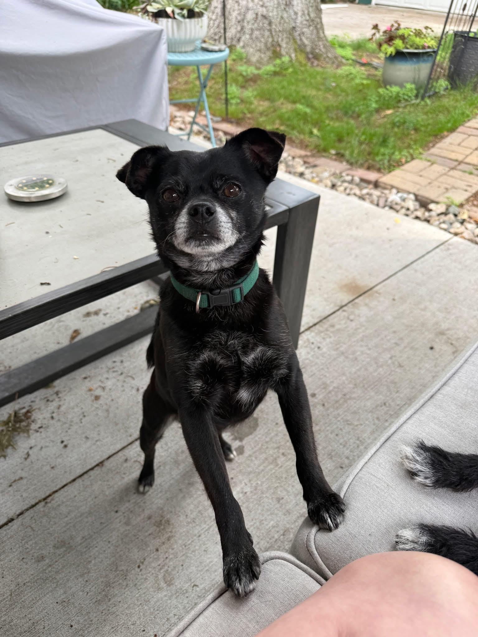 Enlarge Poncho, an adopted mixed breed in Grosse Pointe Park, MI image 2/6