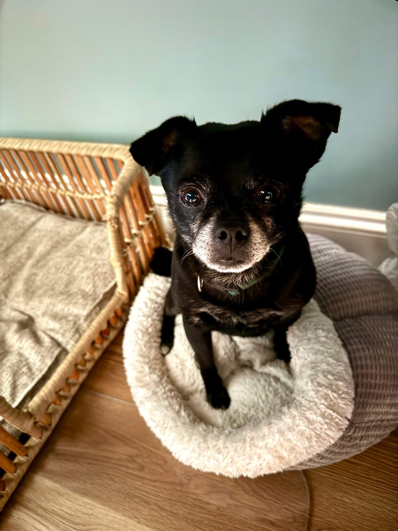 Poncho, adopted, Adult Male Chihuahua & Pug.